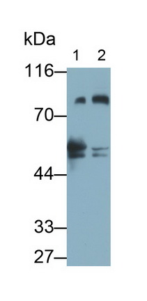 MAA439Hu27.jpg