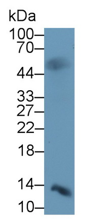 Monoclonal Antibody to Insulin (INS)