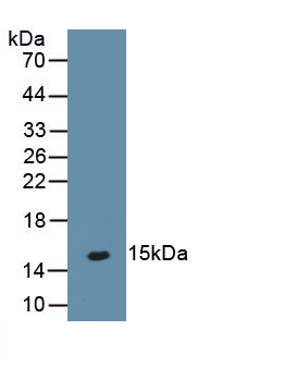 Monoclonal Antibody to Parathyroid Hormone Receptor 2 (PTHR2)