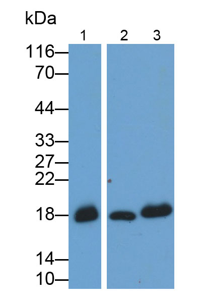 MAA480Po27.jpg