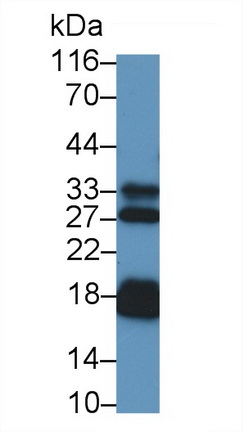 MAA484Hu22.jpg