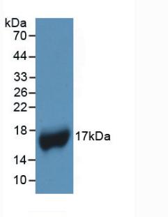 Monoclonal Antibody to Apolipoprotein A1 (APOA1)