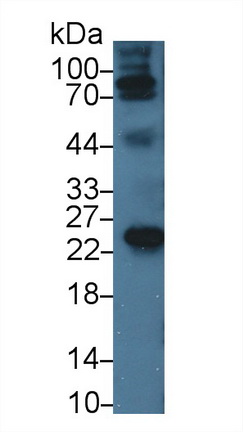 MAA519Po21.jpg