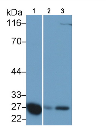 MAA519Po22.jpg