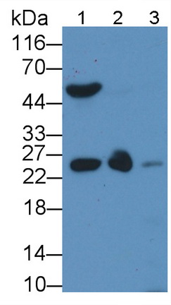 MAA519Po23.jpg