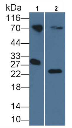 MAA519Po24.jpg