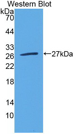 Monoclonal Antibody to Apolipoprotein A1 (APOA1)