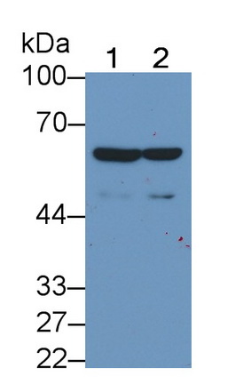 MAA529Hu24.jpg