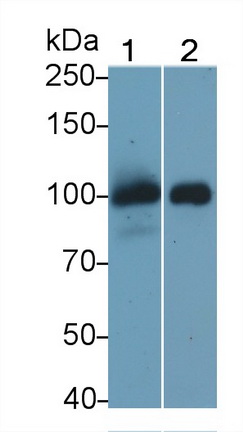 MAA529Hu29.jpg