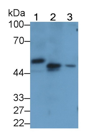 MAA532Hu23.jpg