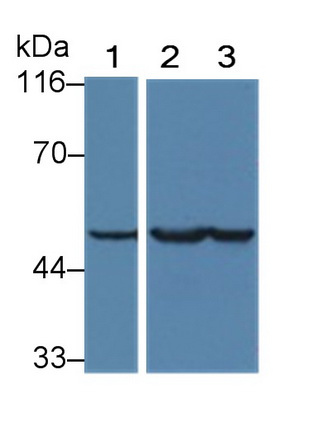 MAA537Hu24.jpg