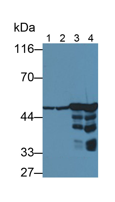 MAA537Hu26.jpg