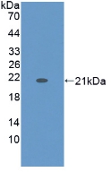 MAA549Hu22.jpg