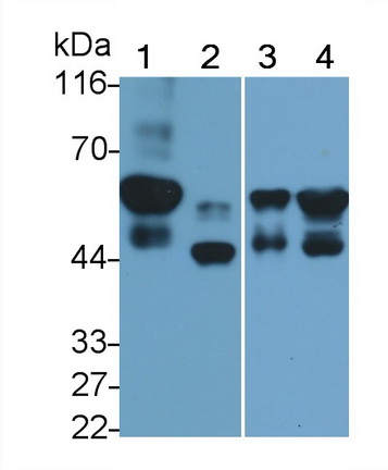 MAA556Hu23.jpg