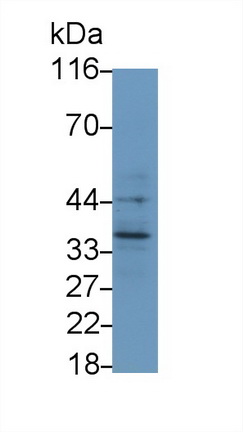 MAA563Hu24.jpg