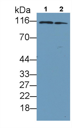 MAA573Hu23.jpg