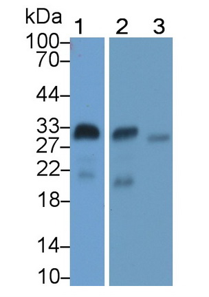 Monoclonal Antibody to Adiponectin (ADPN)