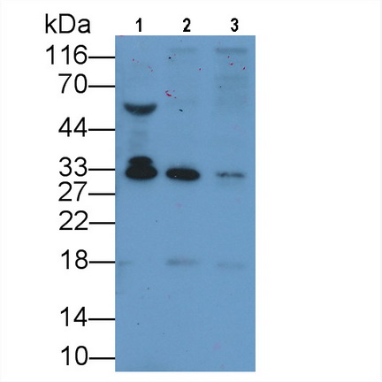 Monoclonal Antibody to Adiponectin (ADPN)