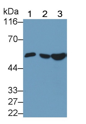 MAA638Hu21.jpg