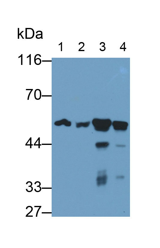 MAA638Hu26.jpg