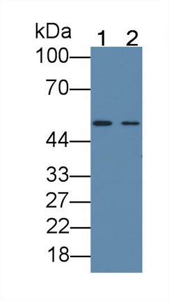 MAA646Hu21.jpg