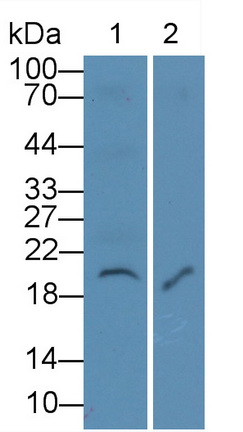 Monoclonal Antibody to Interleukin 7 (IL7)