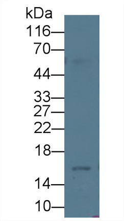 MAA689Hu28.jpg