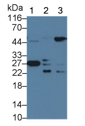 MAA693Hu21.jpg