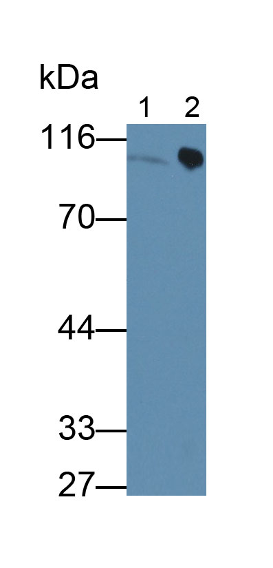 MAA710Hu26.jpg