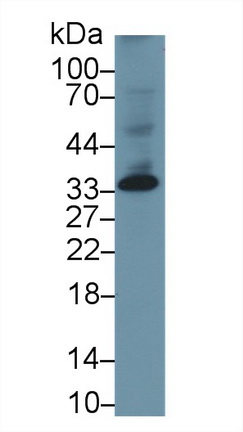 MAA741Hu21.jpg