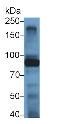 Monoclonal Antibody to Toll Like Receptor 4 (TLR4)