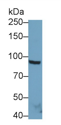 Monoclonal Antibody to Toll Like Receptor 4 (TLR4)