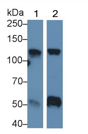 MAA775Hu22.jpg