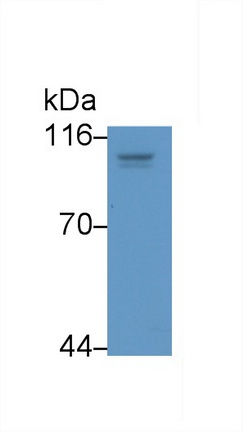 MAA798Hu24.jpg