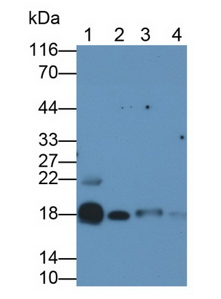 Monoclonal Antibody to Cholecystokinin (CCK)