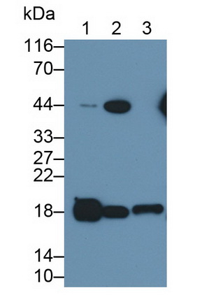 Monoclonal Antibody to Cholecystokinin (CCK)