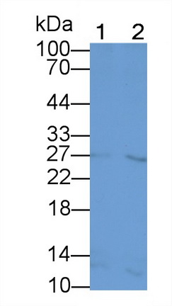 Monoclonal Antibody to Glucagon Like Peptide 1 (GLP1)