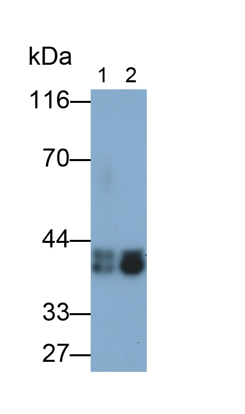 MAA817Hu25.jpg