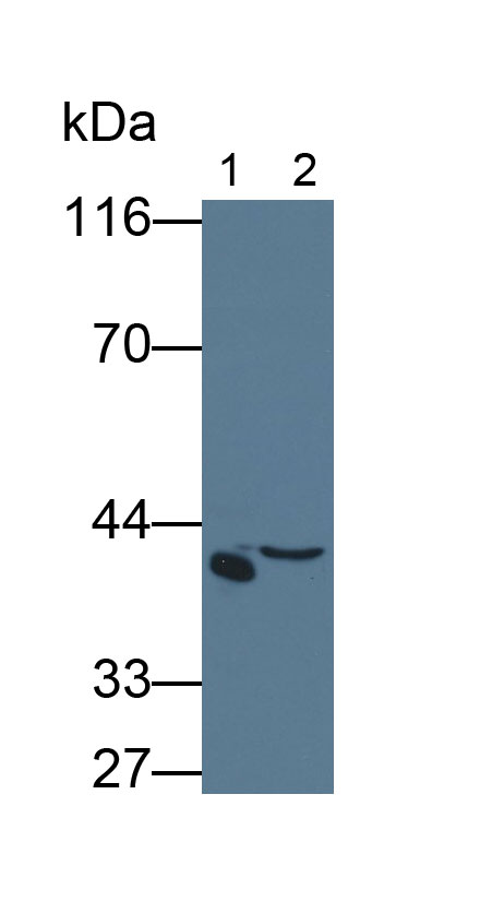 MAA817Hu28.jpg