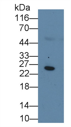 MAA821Hu24.jpg