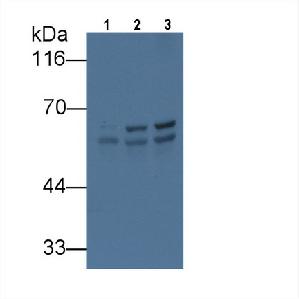 MAA822Hu21.jpg