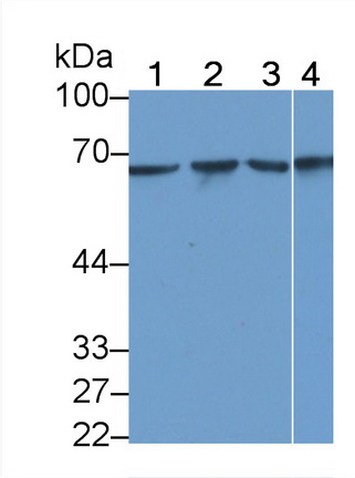 MAA822Hu23.jpg