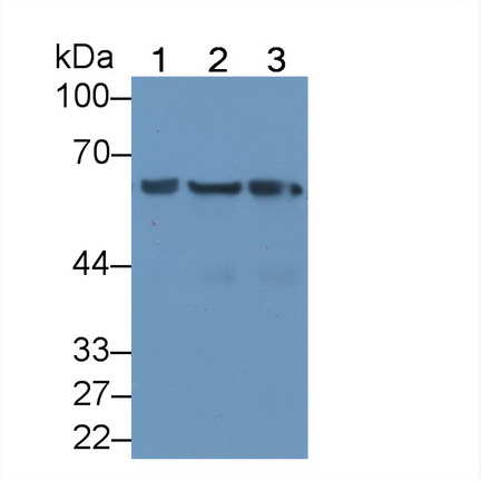 MAA822Hu25.jpg