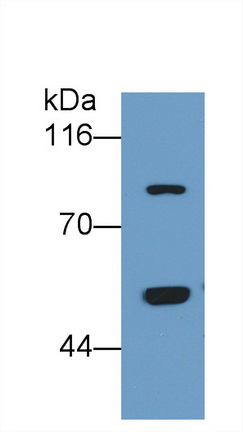 MAA831Hu23.jpg