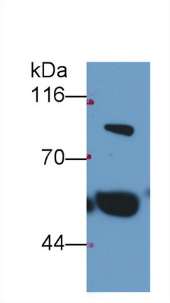 MAA831Hu24.jpg