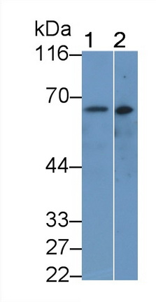 MAA832Hu26.jpg