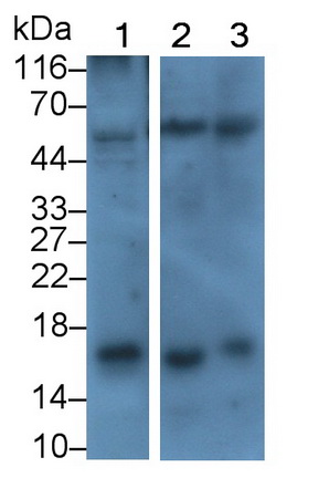 MAA835Hu21.jpg