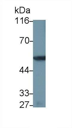 MAA840Hu22.jpg