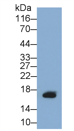 MAA882Hu21.jpg