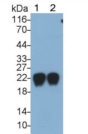 Monoclonal Antibody to Retinol Binding Protein 4 (RBP4)